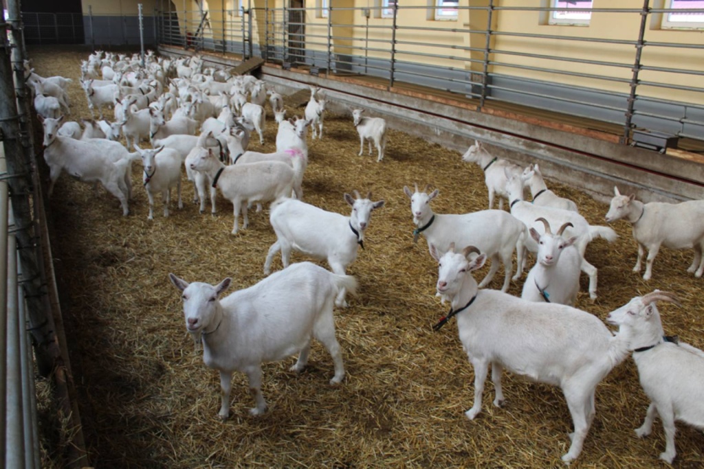 козы.jpg